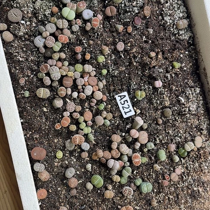 生521石花整筐脱土发货
