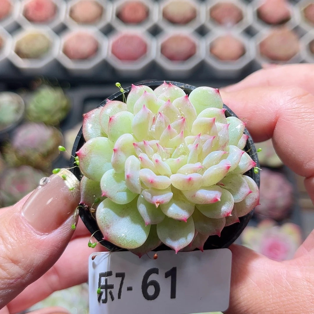 乐6-61 新品单头