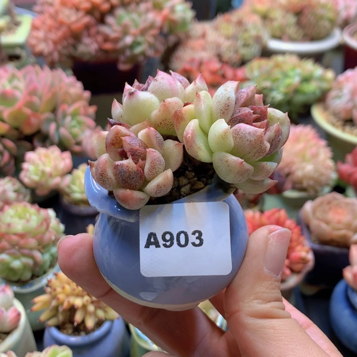 一物一拍含盆土满38包邮A903