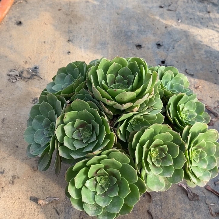 万圣节多肉植物33