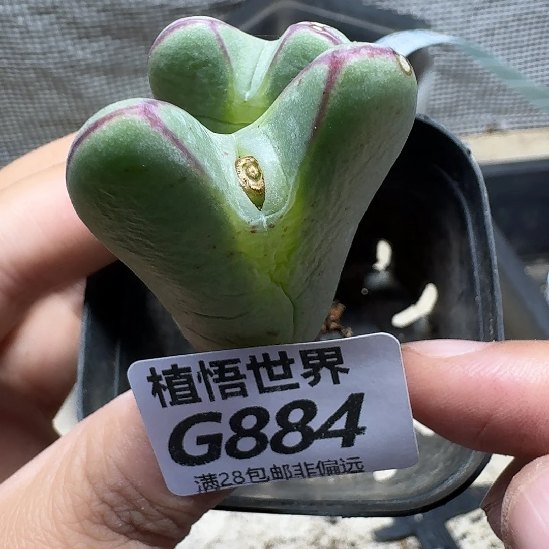 多肉植物的动作gn