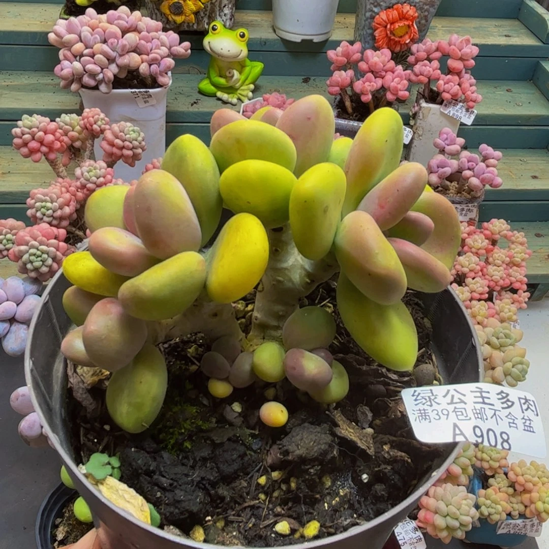908芒果奶8cm多肉