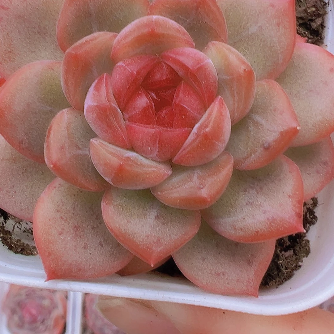 琴心单头19包邮多肉