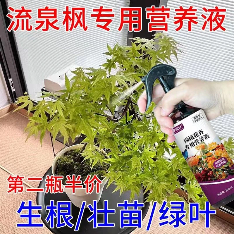 流泉枫营养液防黄叶枯枝卷叶裉色枯萎盆景植物专用营养液花肥料