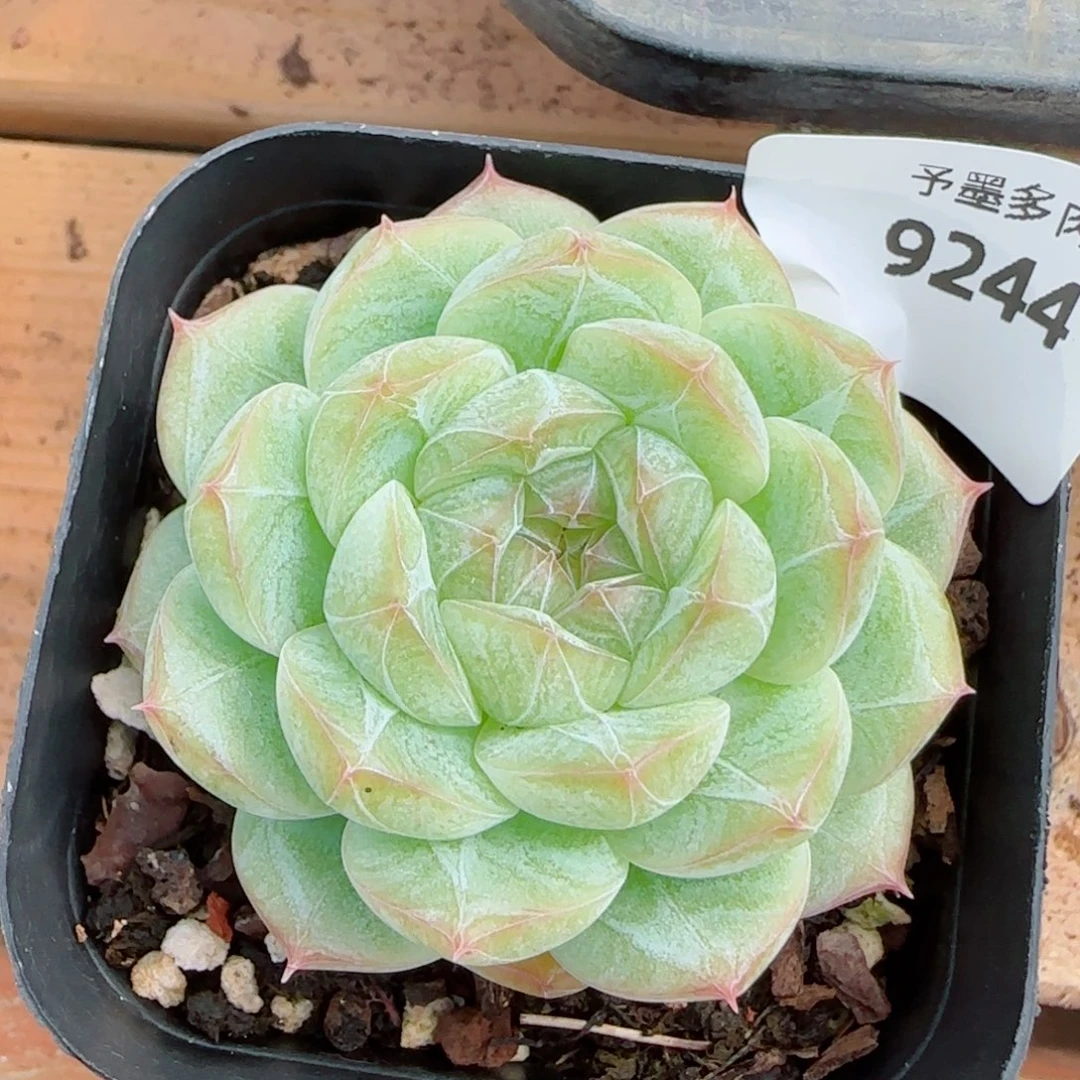 下播福利，9244多肉植物