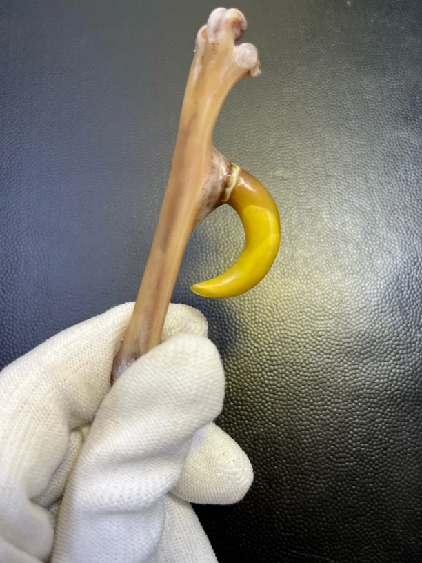 鸡爪骨手把件单只小黄弯钩