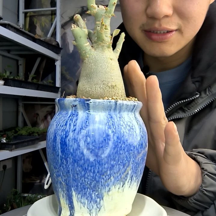 柳****k小盆景小植物一物一拍215