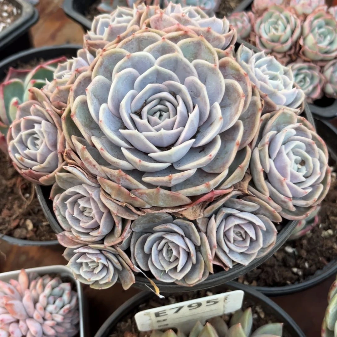 李**ᶜ蓝色惊喜多肉植物大