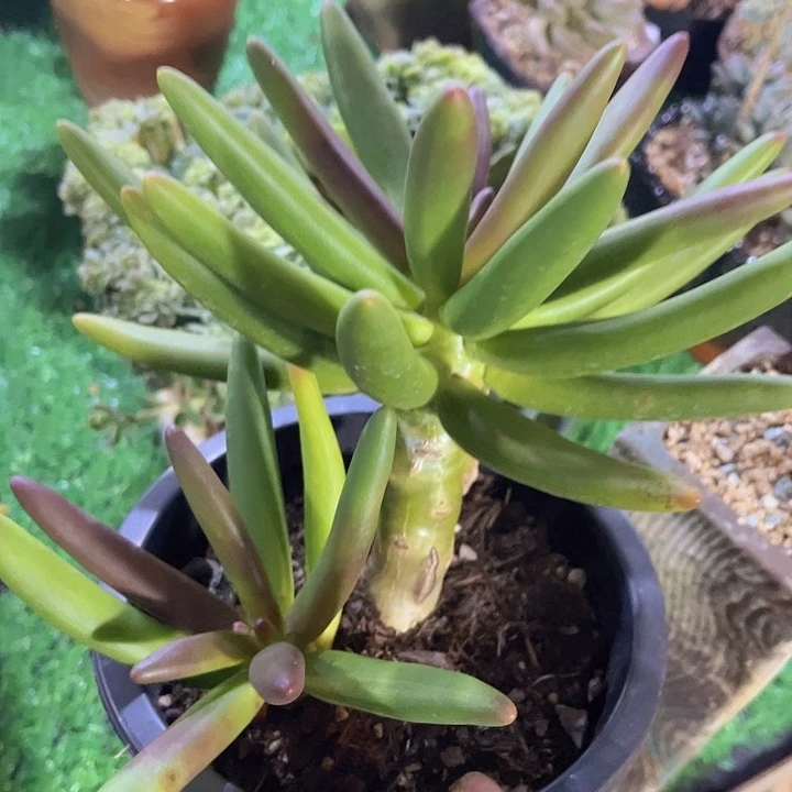 椰子树15139多肉植物