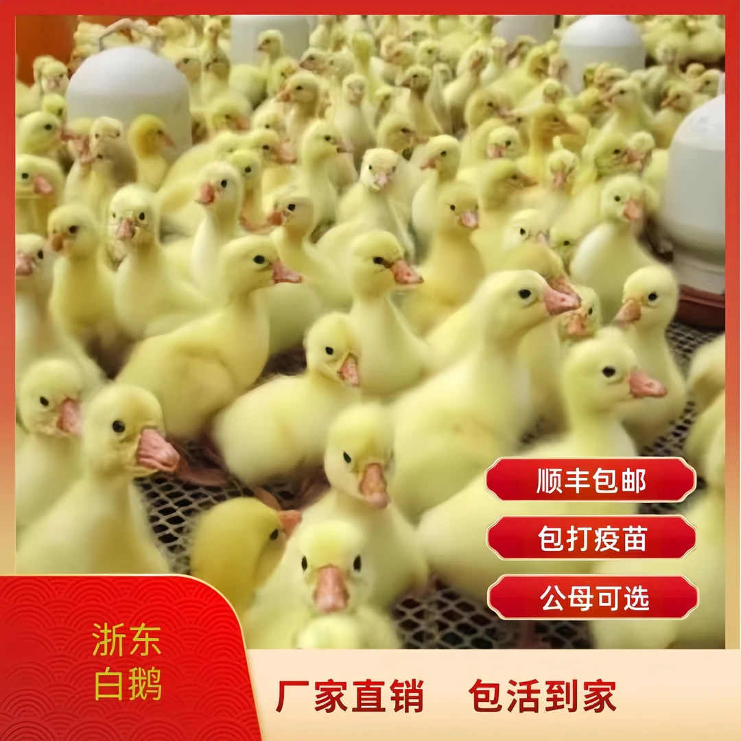 浙东俄大种浙东鹅苗白鹅幼鹅苗大白鹅苗宠物活体顺丰包邮