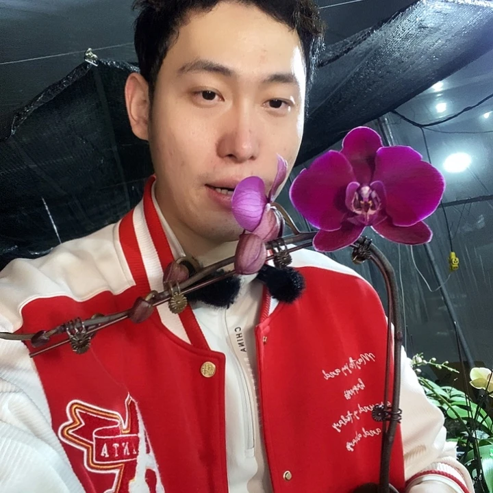 无花朵牛记黑脸蝴蝶兰