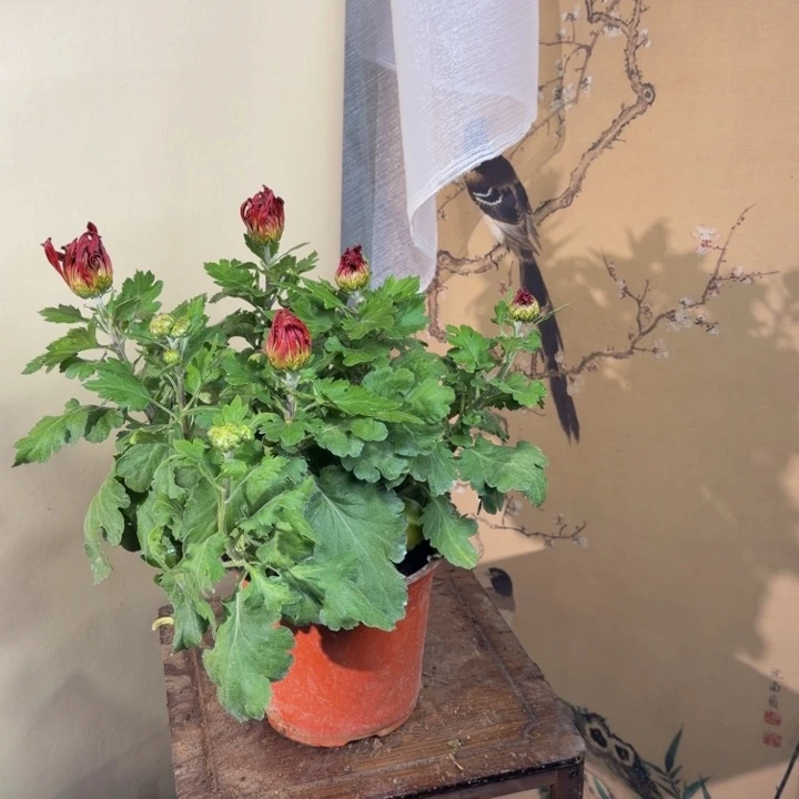 完全开放M111111111