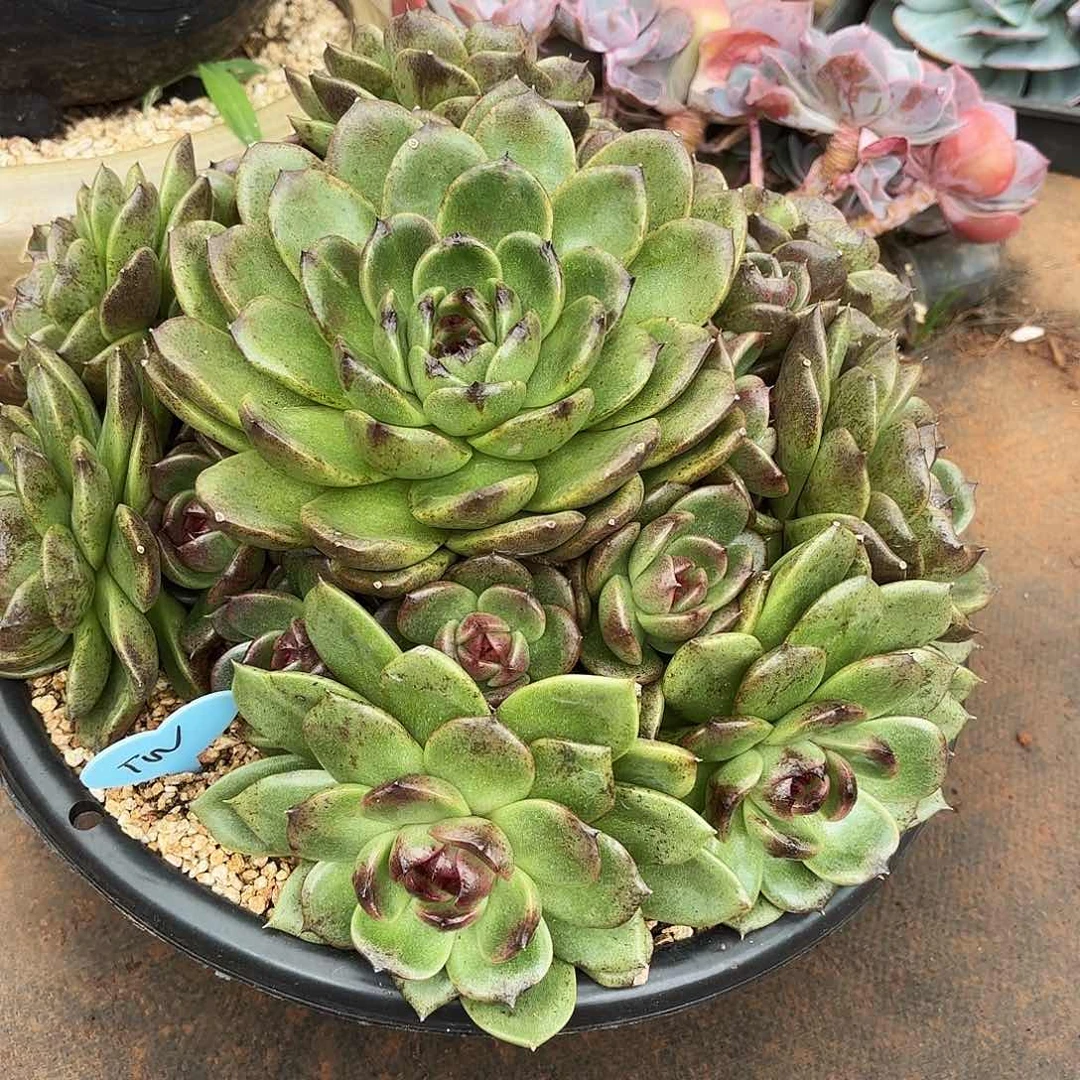 T****.黑水鸡优选多肉