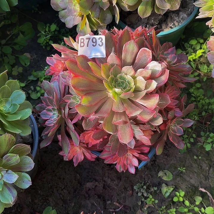 黑魔锦8-21-793偏远不包邮