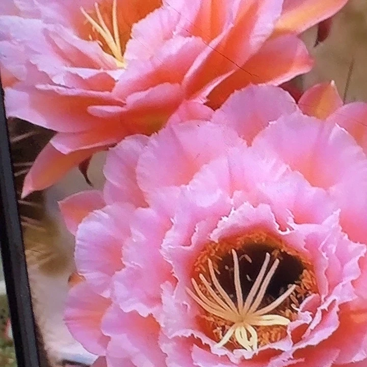 粉桃精灵侧芽5公分毛花柱