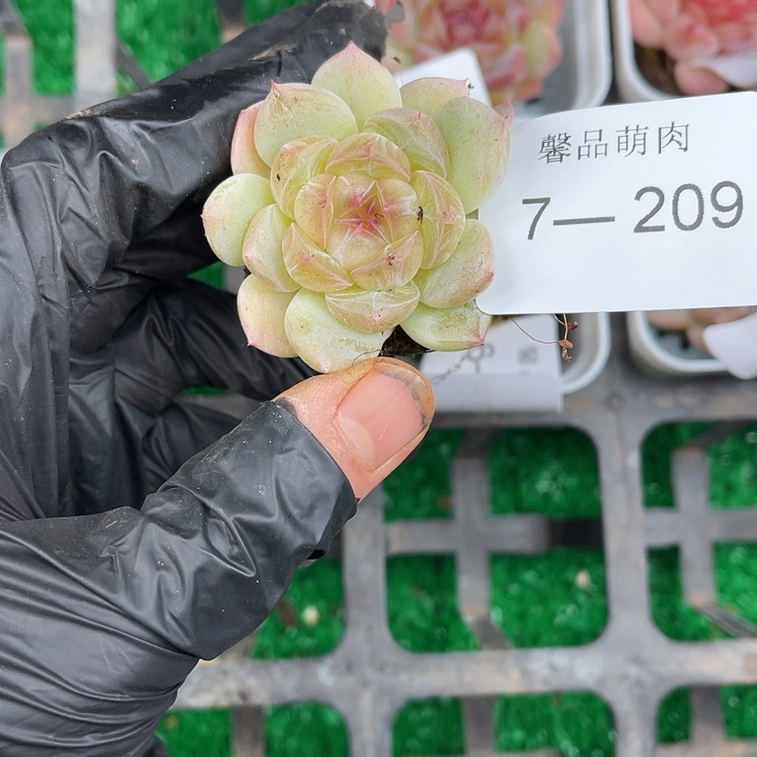 多肉一物一拍7-209