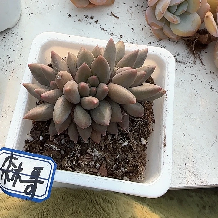 青蛙王子儿童牙膏111
