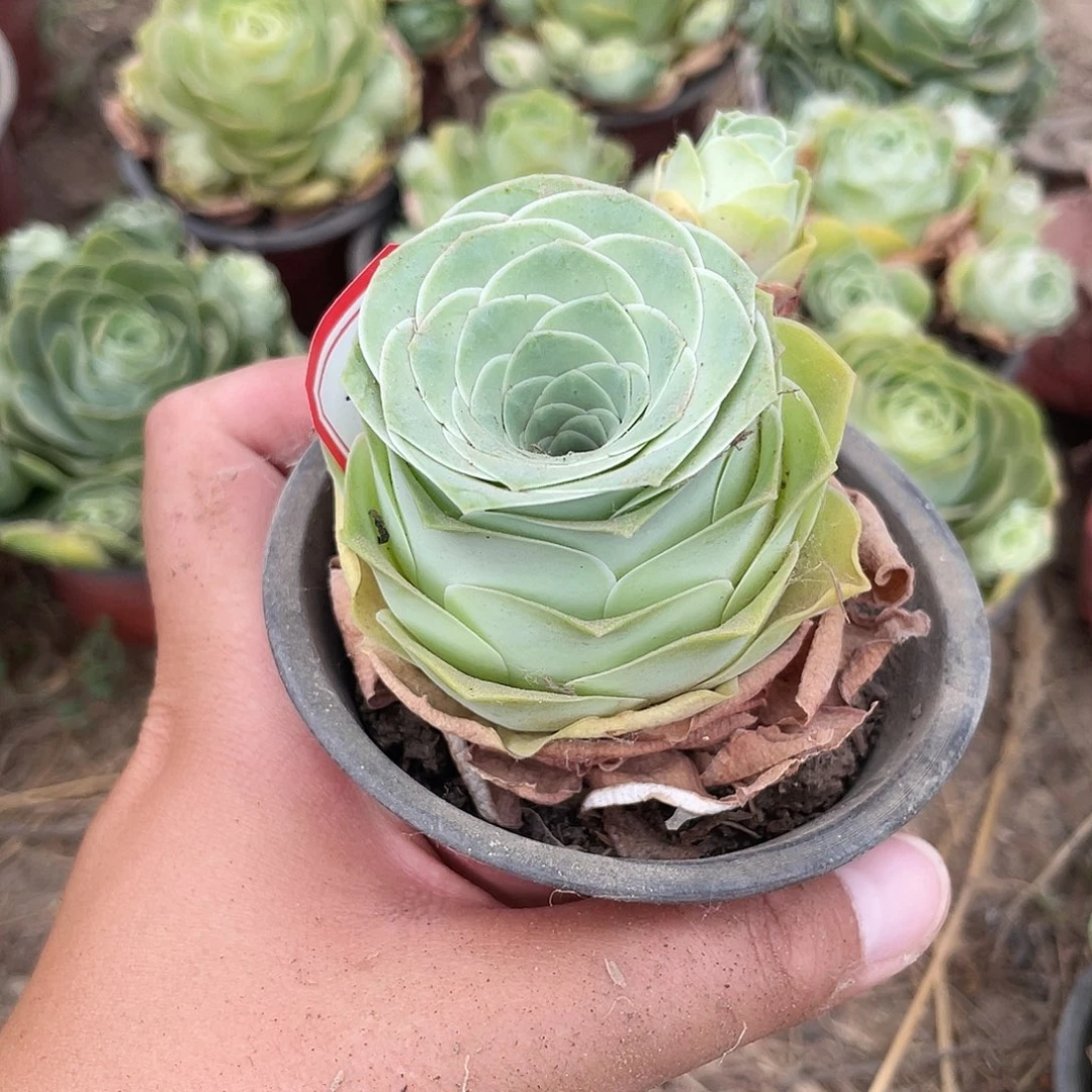 浅*山地玫瑰单头 797