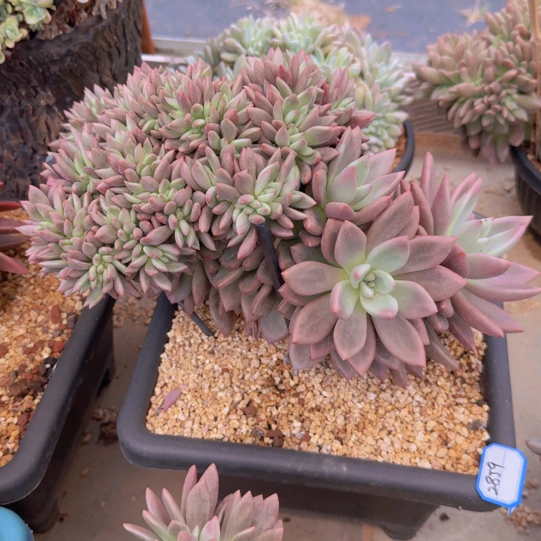 天***Z2859桃花源缀凡艺多肉