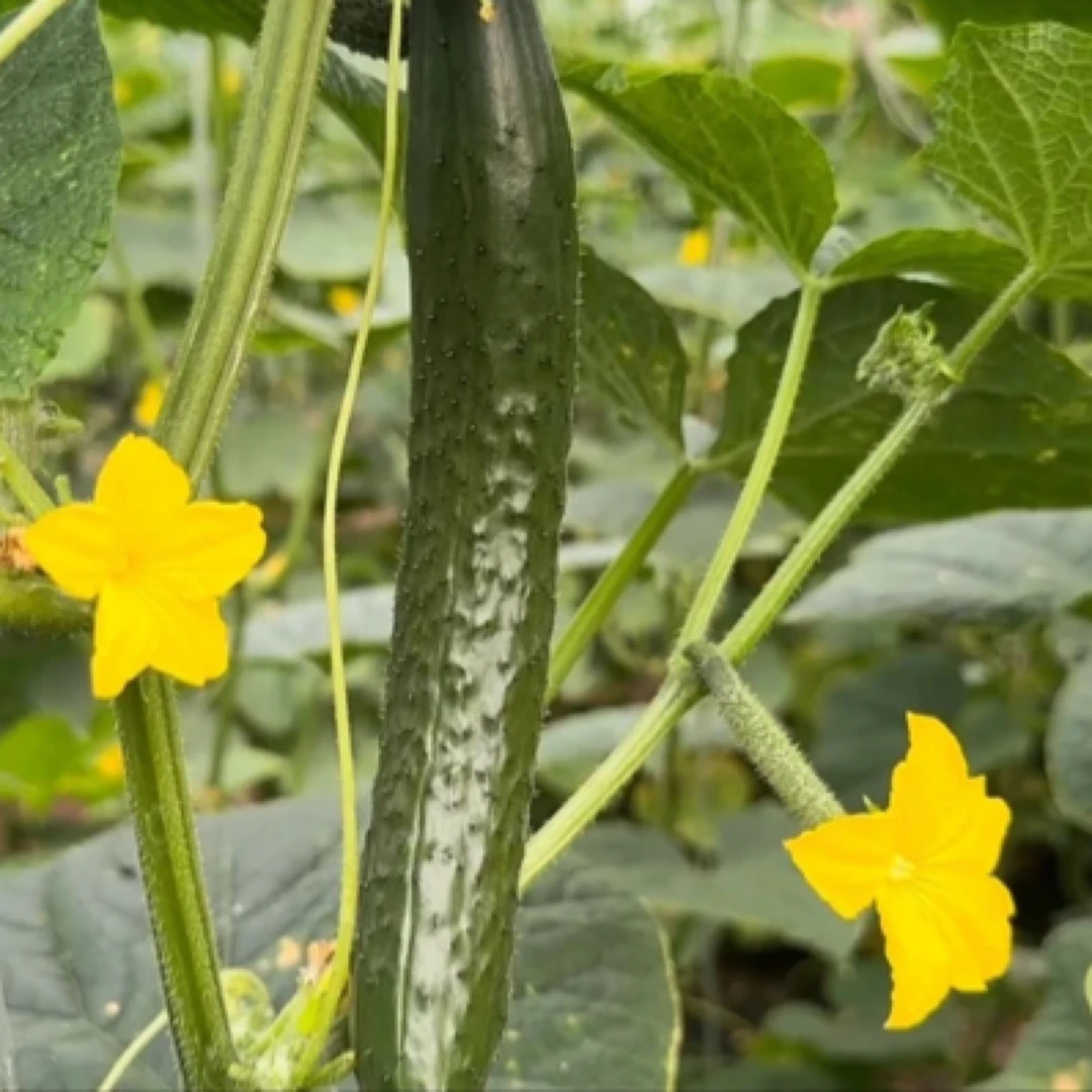 《农家自产》标榜水果黄瓜青瓜小绿心（±2两）黄瓜同城送黄瓜同城配黄瓜