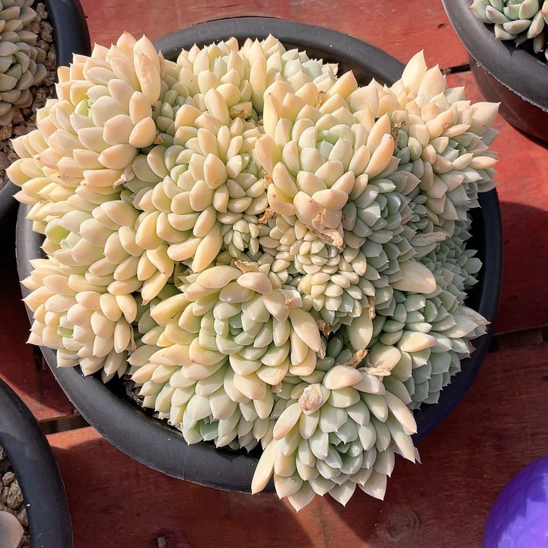 多肉植物一物一拍