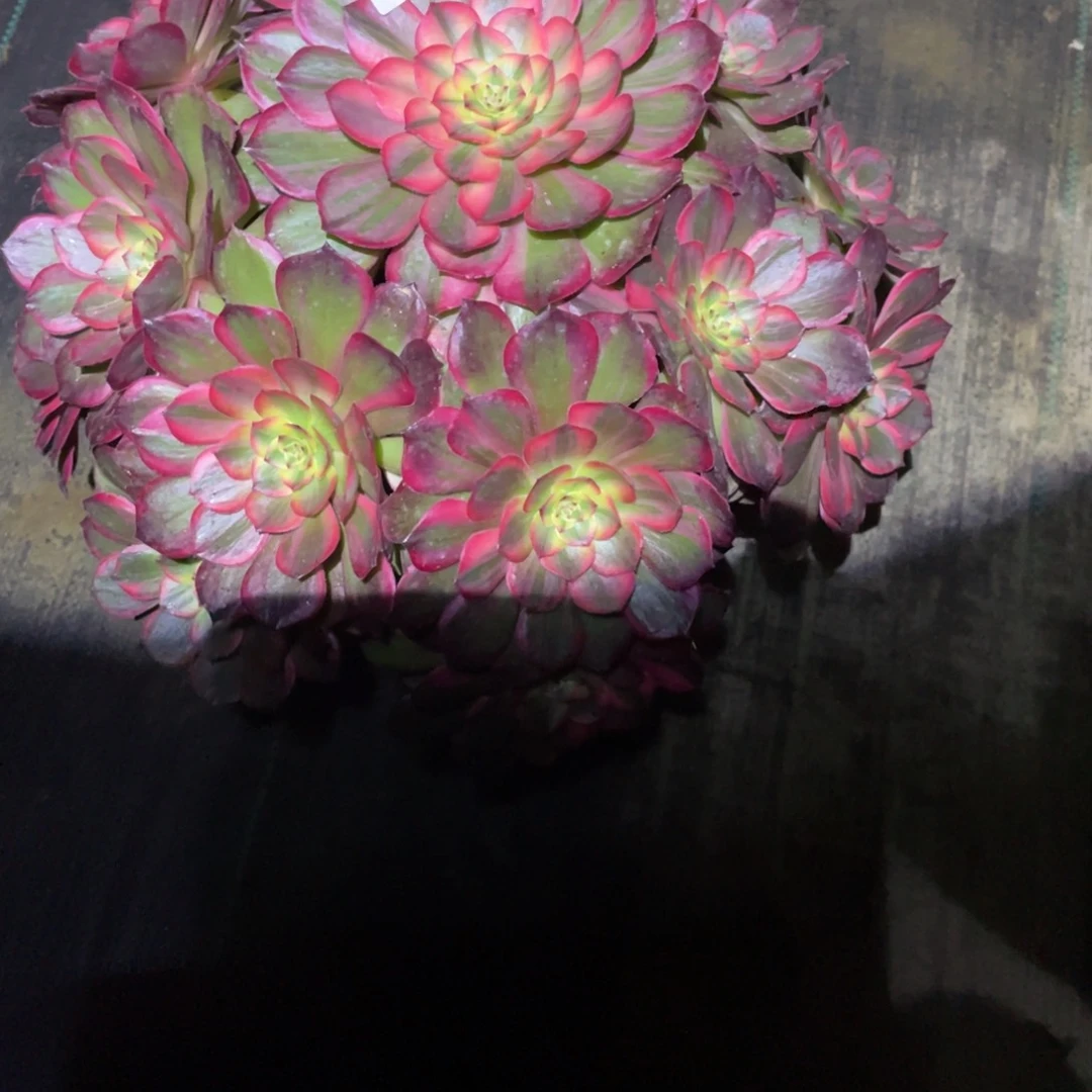 红花郎法师多肉植物