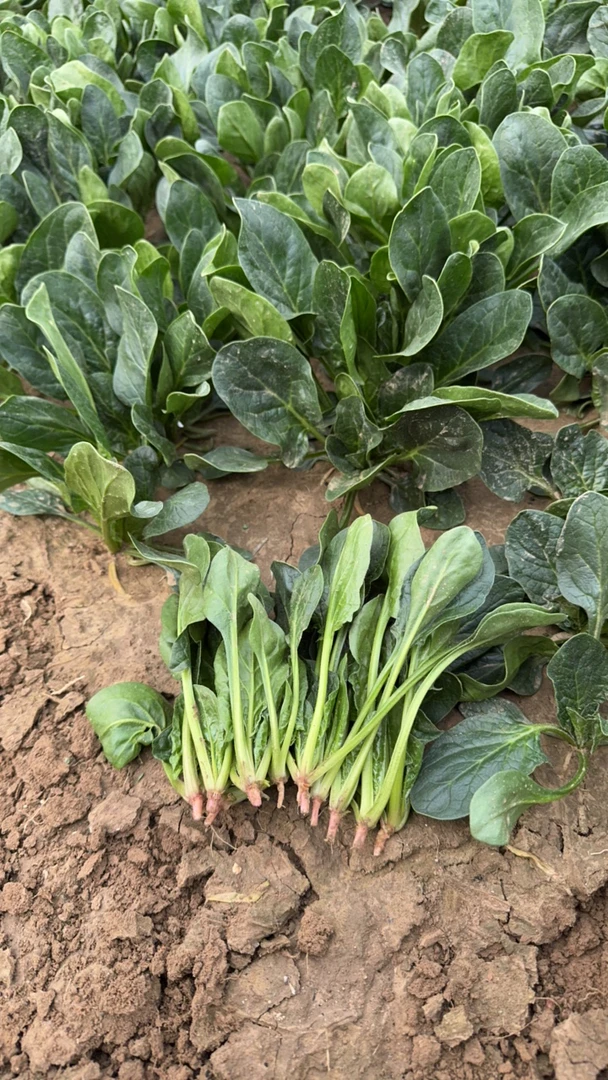 【顺丰包邮】露天小菠菜现摘现发凉拌神器火锅必备小菜