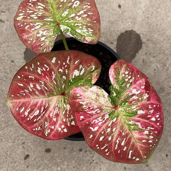 81-1101Super star广东现货