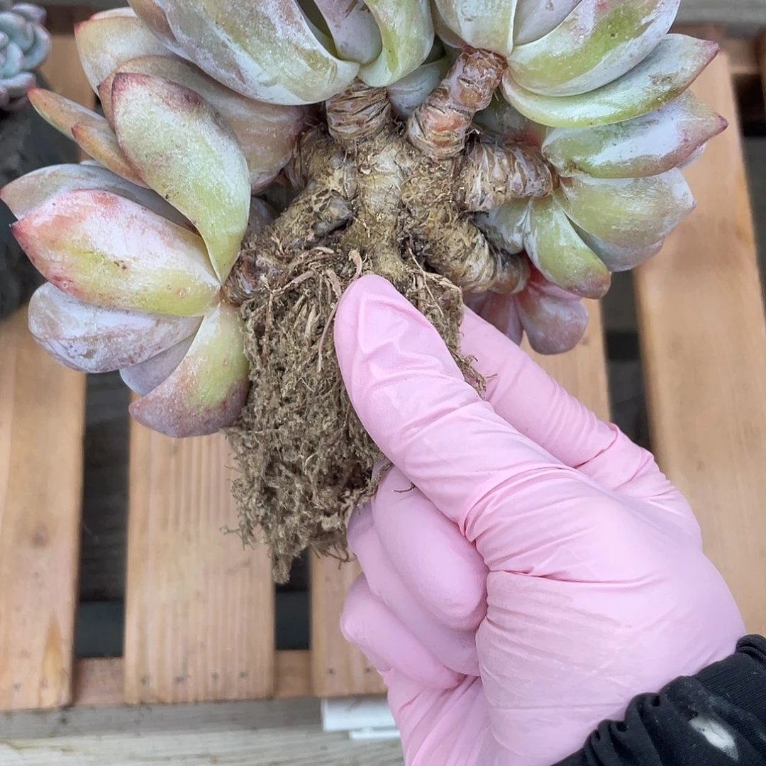 6头星影朵朵缀。