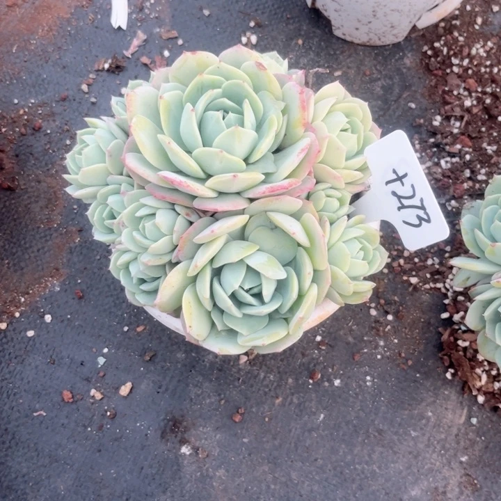 多肉植物的9.9包邮