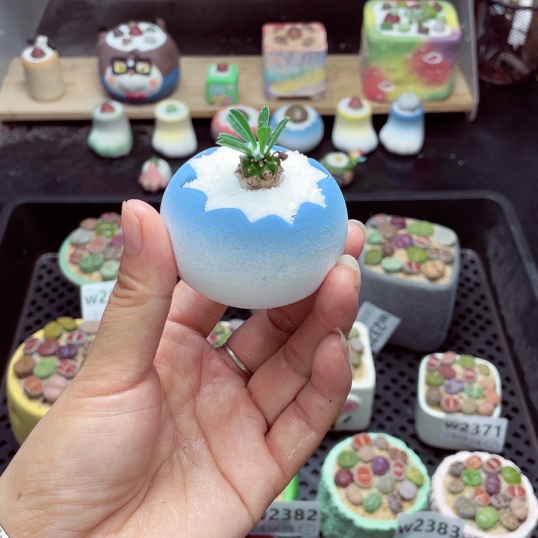 w2385 带盆土发货一物一拍