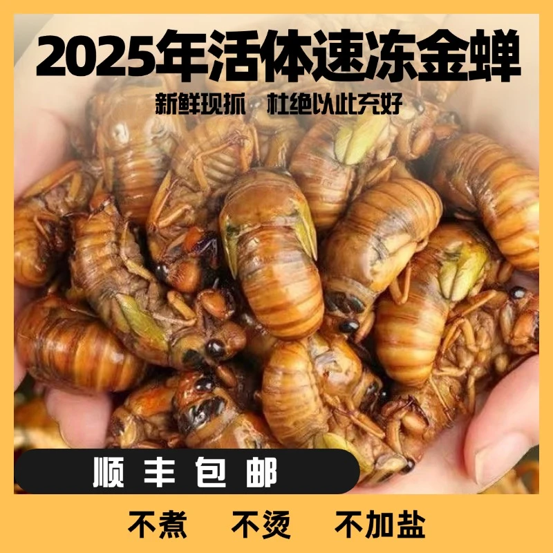 2025【顺丰包邮】山东本地新鲜金1蝉爬叉油炸活体速度