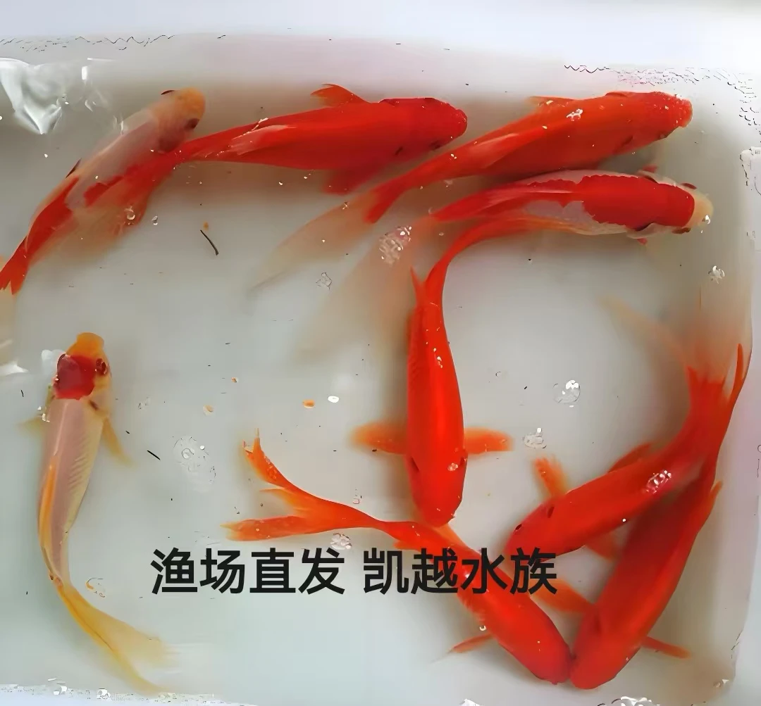 21号红草金兰花草金好养耐活冷水观赏鱼包邮