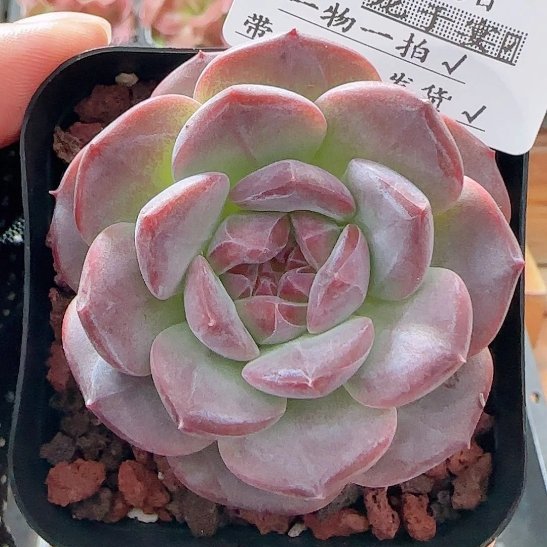 多肉0710-02琥珀天使珍妮