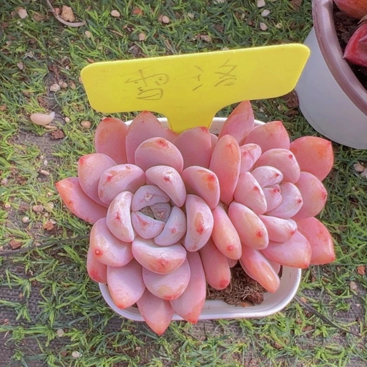 健健康康平平安安