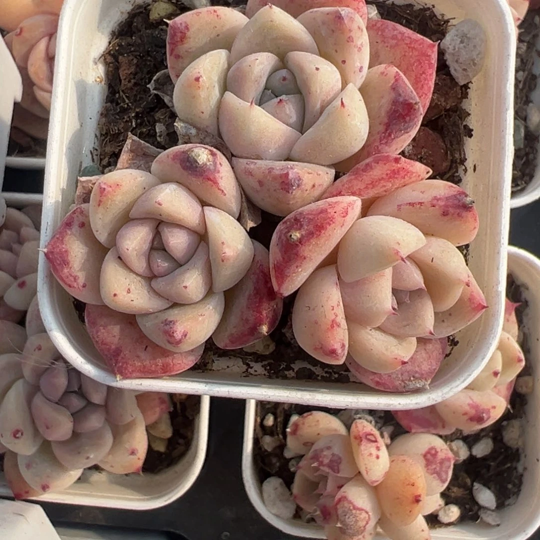 小卡拉米糖心一物一拍