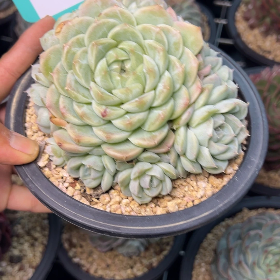 S****g0688多肉多多多多多