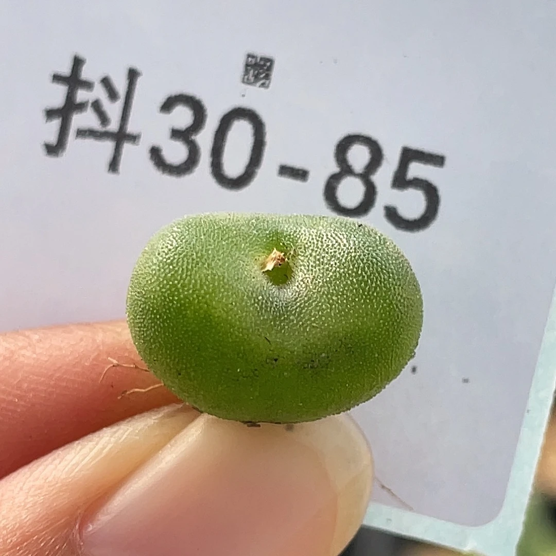 30-85水晶鞋多肉植物