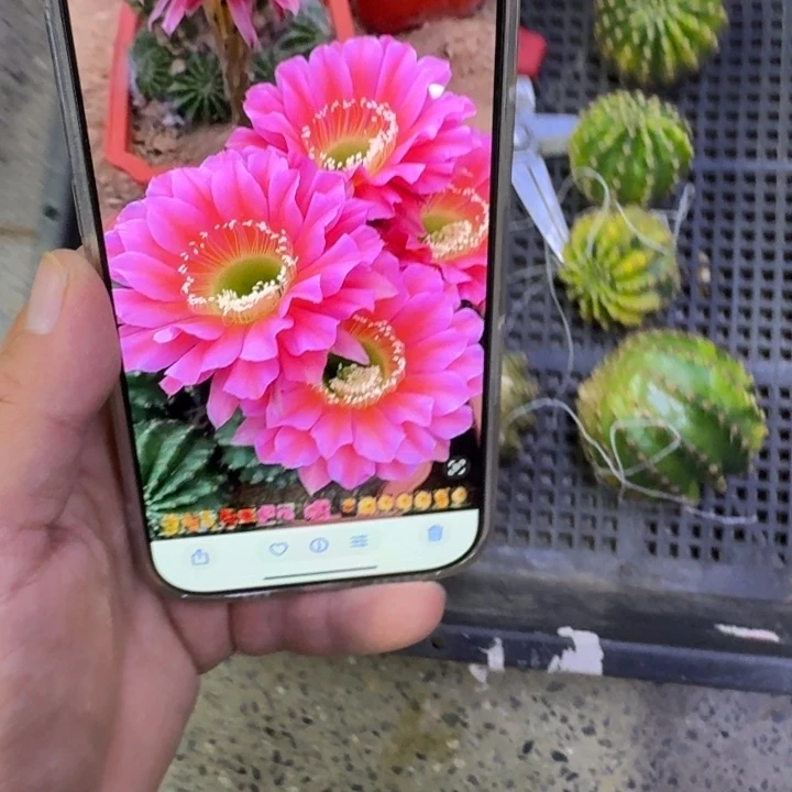 200彩草浓桃金歪无根侧牙锦4公分左右，20包邮