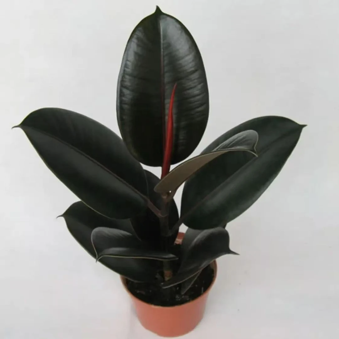 橡皮树黑金刚盆栽室内客厅绿植四季常青吸甲醛净化空气橡胶树高档
