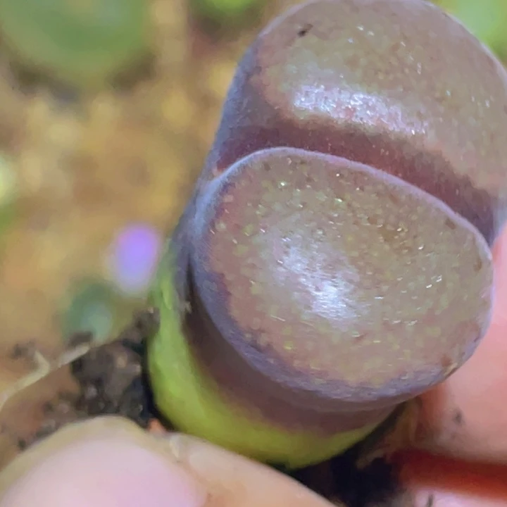 48888888885885885888858