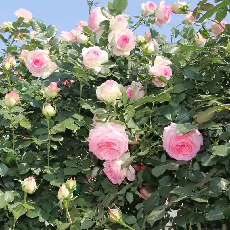 粉龙 藤本月季花苗 粉色龙沙宝石 庭院盆栽花卉蔷薇苗