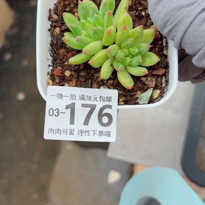 甲骨文多肉植物多肉