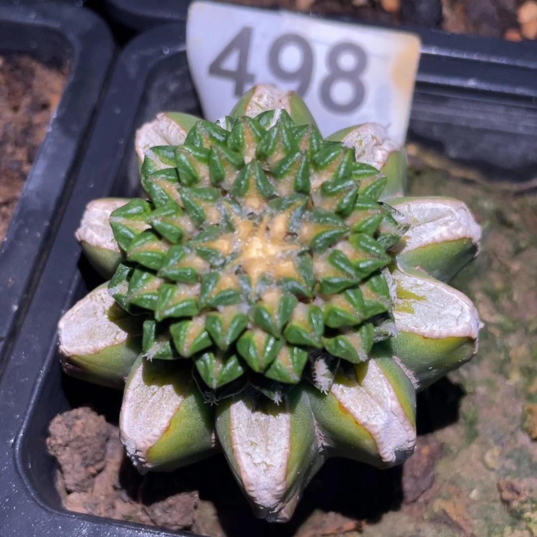 无花朵螺旋馒头姬牡丹锦498 仙人球