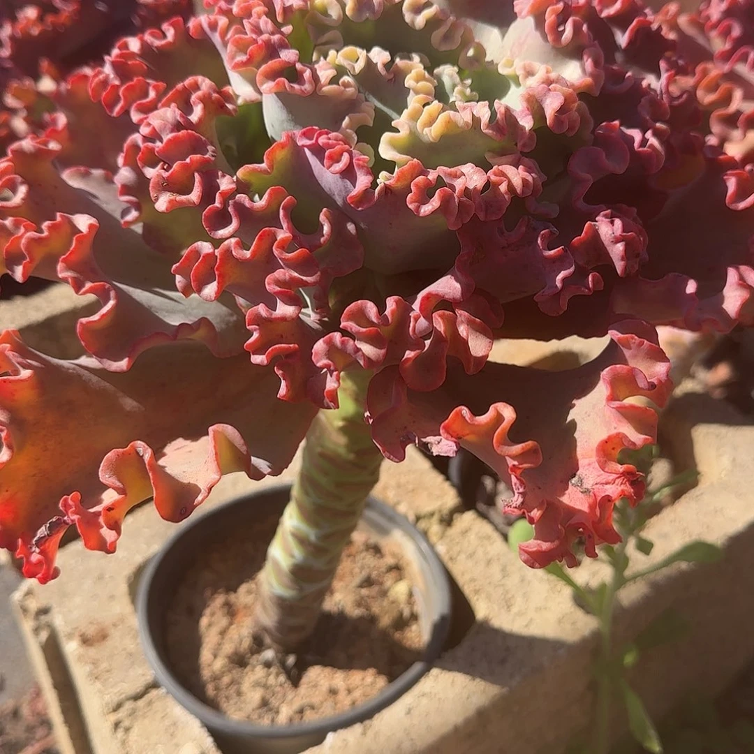 多肉植物大号女王花笠1颗