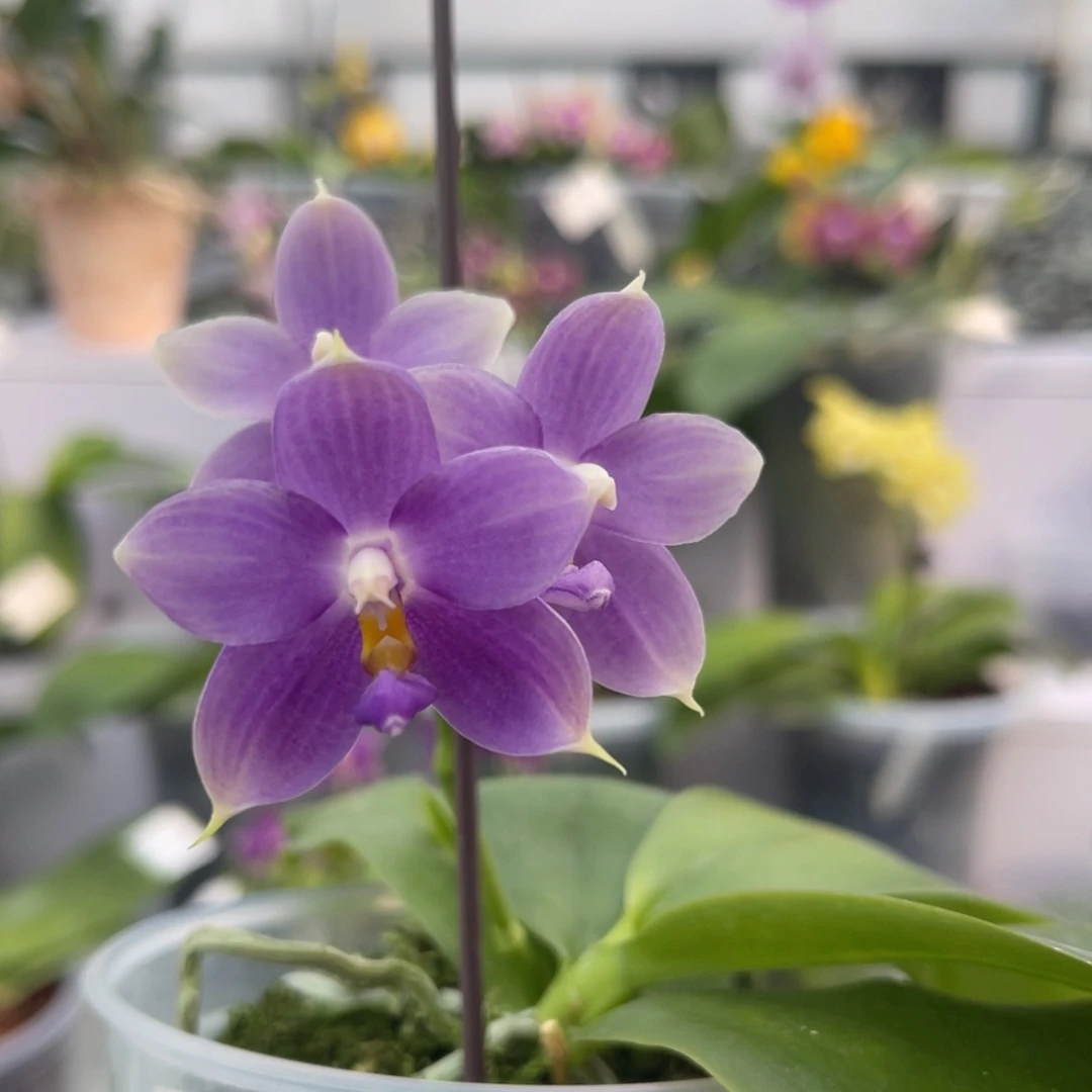 完全开放1323 3寸23AX 一物一拍