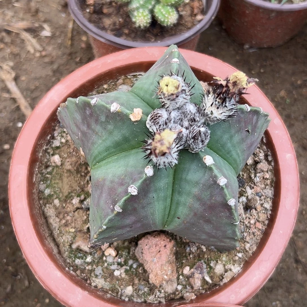 多肉植物鸾凤玉单头