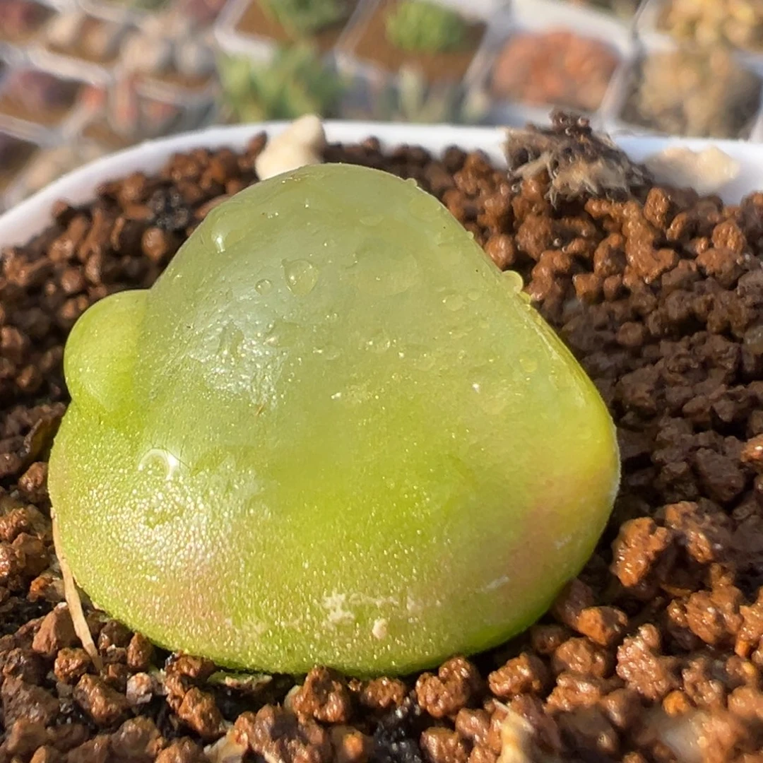 19多肉植物百科植物