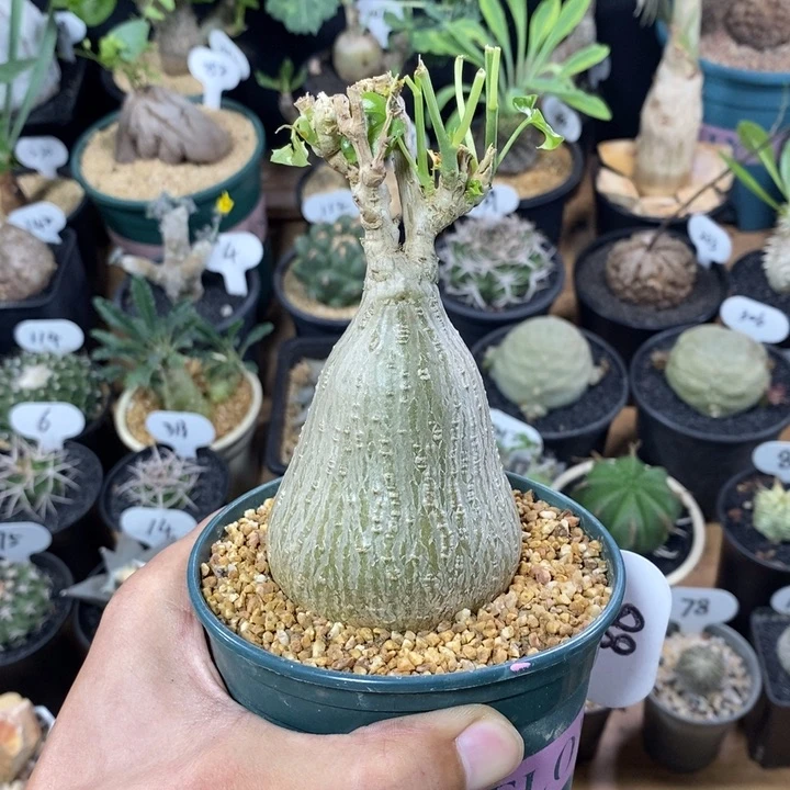 实生银叶睡布袋88号6.3cm