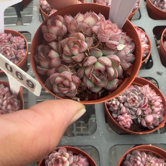 55梦幻天使 一物一拍多肉